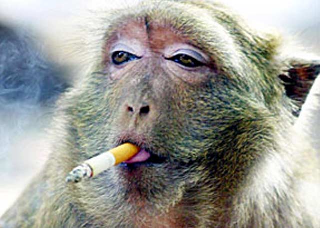 http://jaller.files.wordpress.com/2009/06/monkey-smoking3.jpg