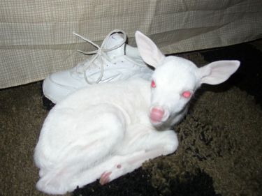 kambing albino