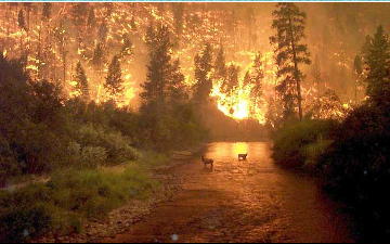 kebakaran hutan di montana
