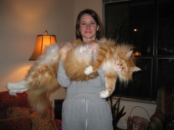 kucing terbesar di dunia